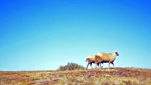 Paso del horizonte de ovejas — Vídeos de Stock