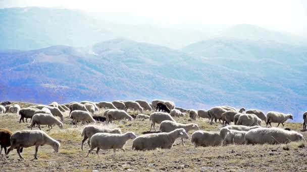 Schapen haasten over een heuveltop — Stockvideo