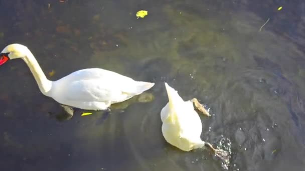 Vita svanar på vattnet — Stockvideo