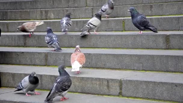 Gołębie na schodach catedral — Wideo stockowe