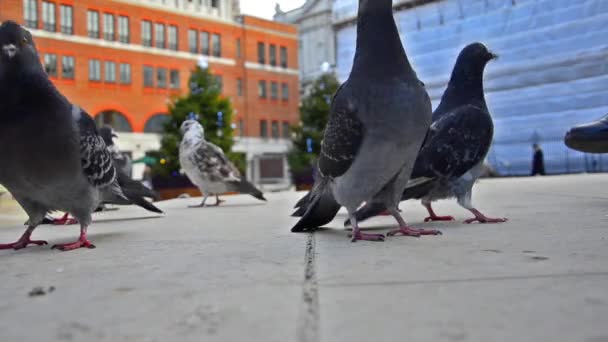 Un troupeau de pigeons mangeant . — Video