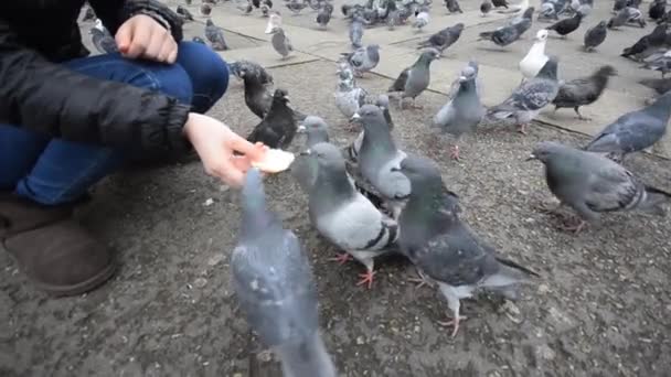 Dziewczyny strony z karmienia gołębi — Wideo stockowe