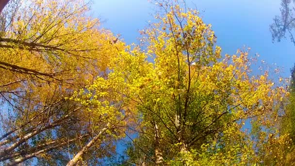 Hojas de otoño en otoño — Vídeos de Stock