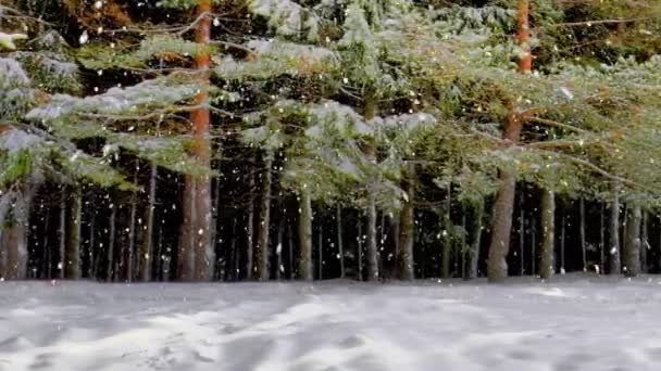 Caída de copos de nieve entre bosques de pinos — Vídeos de Stock