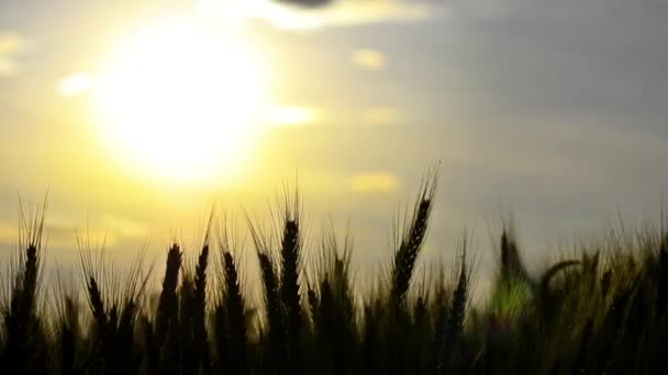 Вуха пшениці на світанку — стокове відео