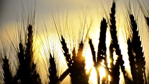 Ears of wheat at dawn — Stock Video