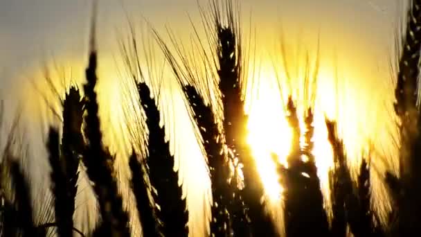 Вуха пшениці на світанку — стокове відео
