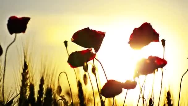 Fiore rosso su uno sfondo di tramonto ardente — Video Stock