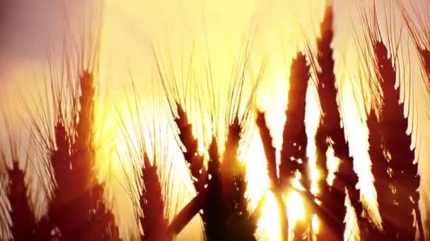 Ears of wheat at dawn — Stock Video