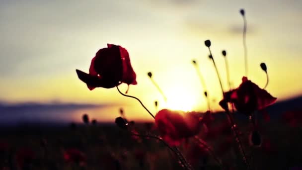 Röd blomma på en bakgrund av eldig solnedgång — Stockvideo