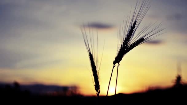 小麦の穂 — ストック動画