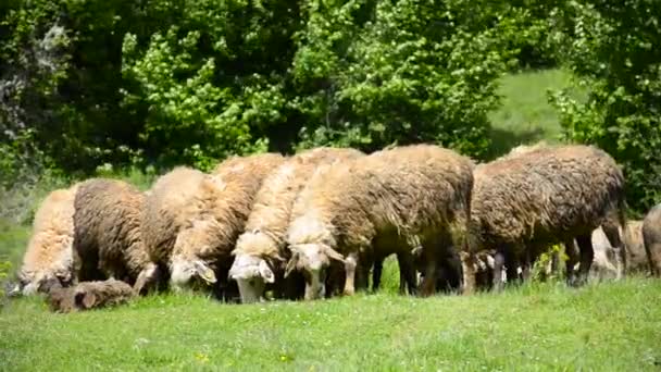 Овцы пасутся на пышной траве — стоковое видео