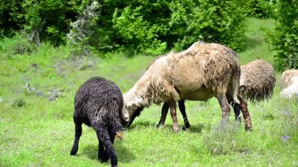 Pâturage de moutons sur herbe luxuriante — Video