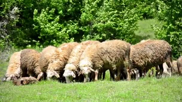 Sheep grazing on lush grass — Stock Video