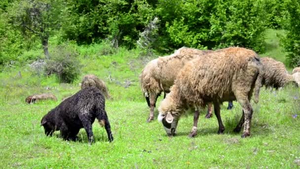 Πρόβατο που βόσκει σε καταπράσινο γρασίδι — Αρχείο Βίντεο