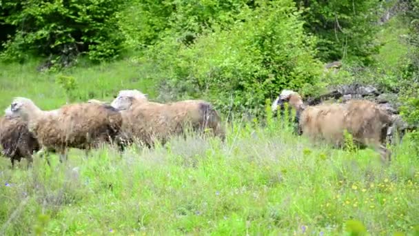Ovejas pastando sobre hierba exuberante — Vídeos de Stock