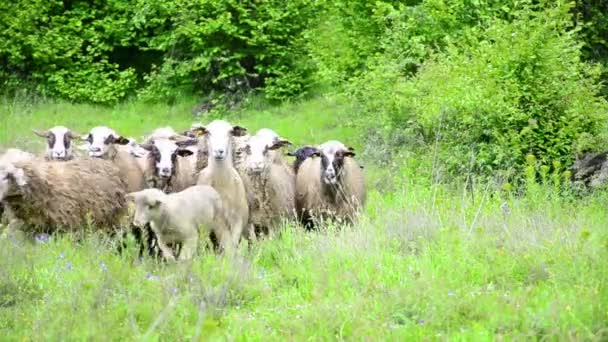 Ovelhas pastando na grama exuberante — Vídeo de Stock