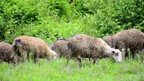 Schapen grazen op weelderige gras — Stockvideo