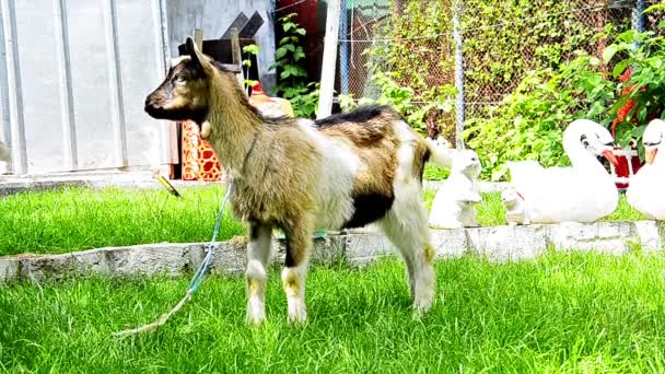 Chico cabra corre en un parque — Vídeos de Stock