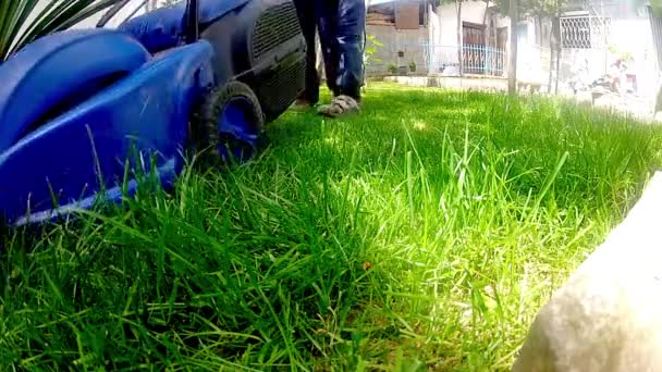 Mow lawn grass cutter in yard. — Stock Video