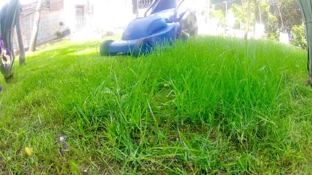 Mow lawn grass cutter in yard. — Stock Video