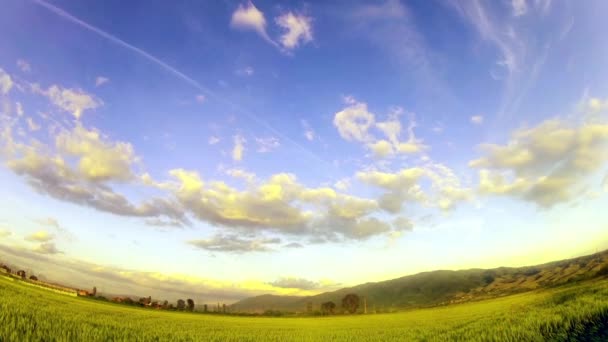 Campo de trigo y cielo nublado — Vídeos de Stock