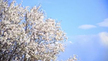 ilkbaharda çiçek açan kiraz ağacı çiçek