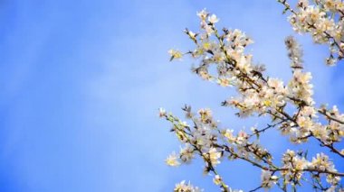 ilkbaharda çiçek açan kiraz ağacı çiçek