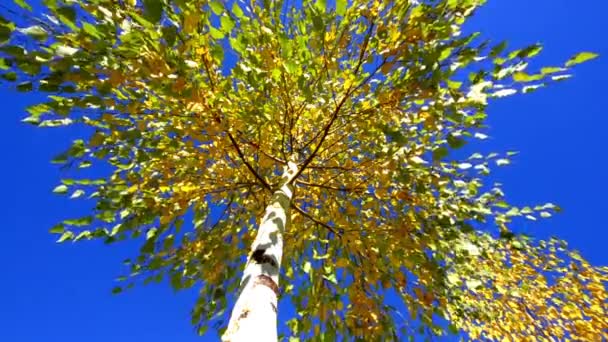 Drzewo jesień — Wideo stockowe
