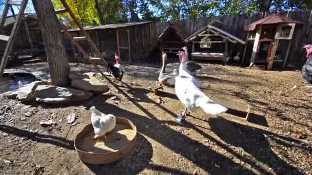 Ферма птиц — стоковое видео