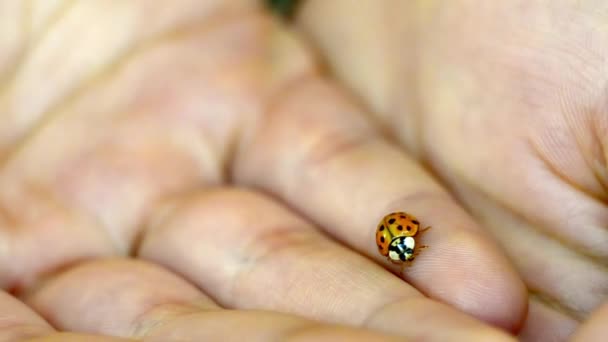 Ladybird on hands — Stock Video