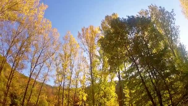 Herbstfarbenfrohe Bäume — Stockvideo