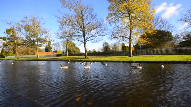 Patos nadando no lago — Vídeo de Stock