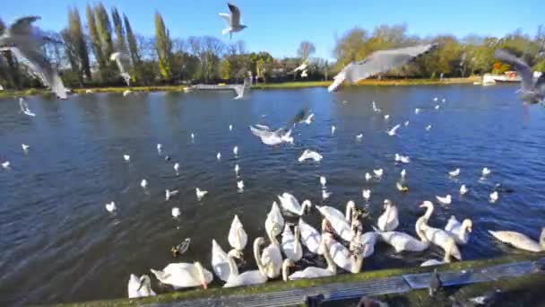 Fåglar, svanar och fiskmåsar på Themsen i london — Stockvideo