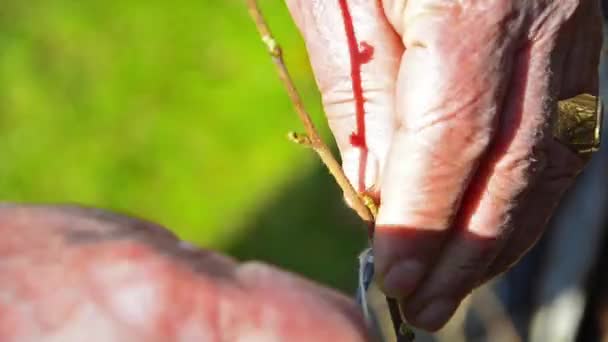 Man die in de tuin werkt — Stockvideo