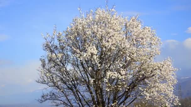 Cherry tree flowers blooming in springtime — Stock Video