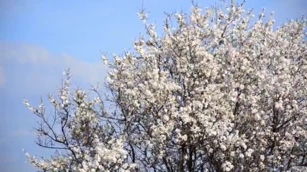 Fiori di ciliegio che sbocciano in primavera — Video Stock
