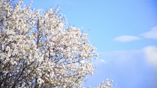 Ilkbaharda çiçek açan kiraz ağacı çiçek — Stok video