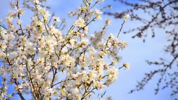 Flores de cerejeira florescendo na primavera — Vídeo de Stock