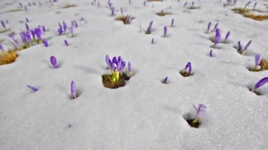 flores de açafrão na branca de neve