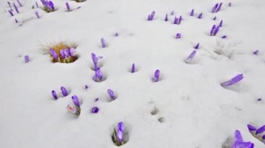 flores de açafrão na branca de neve