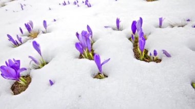 flores de açafrão na branca de neve