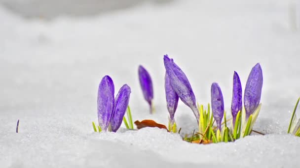 Saffran crocus mellan smältande snö — Stockvideo