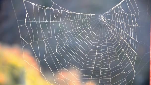 Spider web in forest — Stock Video