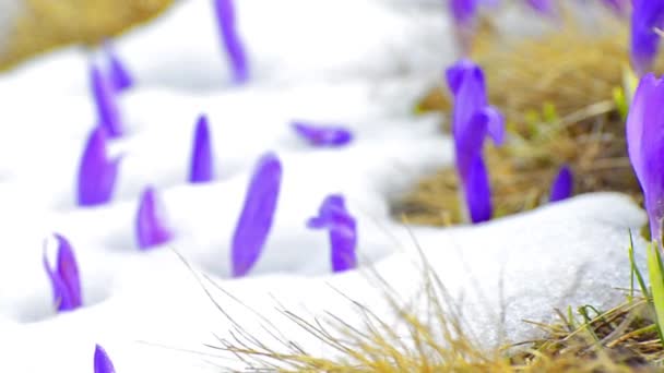 Crocus buds and fresh grass on spring plain — Stock Video