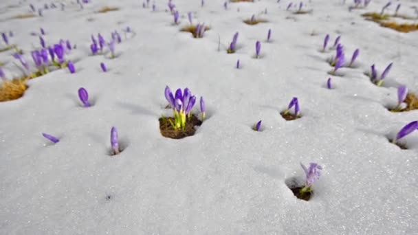 Safran blüht auf weißem Winterschnee — Stockvideo