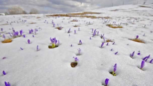 El azafrán florece sobre la nieve blanca invernal — Vídeo de stock