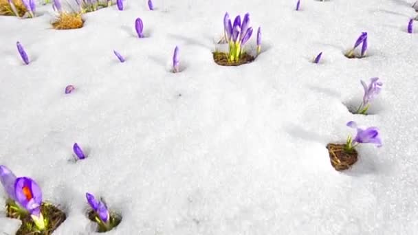 Šafrán květy na bílé zimní sníh