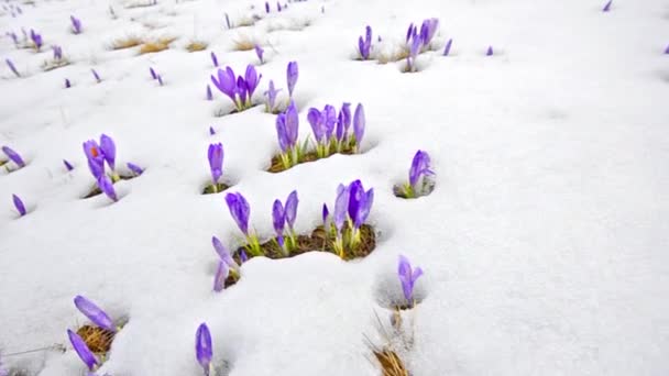 Flores de açafrão em neve de inverno branca — Vídeo de Stock