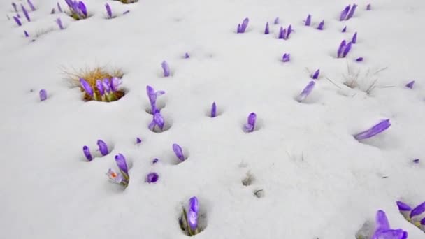 El azafrán florece sobre la nieve blanca invernal — Vídeos de Stock
